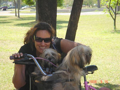 Lhasa Apso puppies in Brasil 