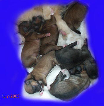 lhasa apso puppies from megan