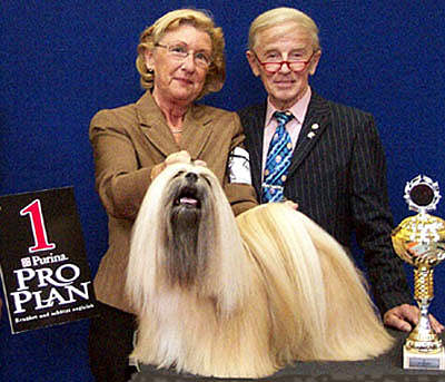 Lhasa Apso dog Best In Show Champion EL Minja's Thsang-Pa