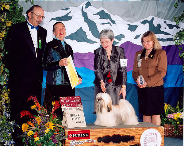 Lhasa apso show dogs