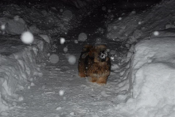 lhasa apso luna from norway in the snow