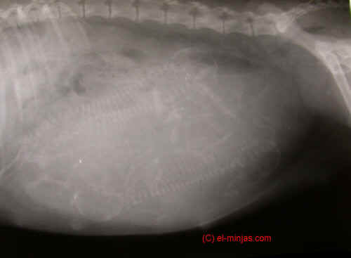 x-ray opname van zwangere teef