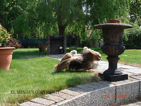 Lhasa Apso dogs in the garden spring 2007