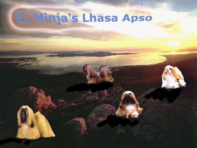 El Minja dog kennels and Lhasa Apso breeder making-off picture check our puppy and other pictures
