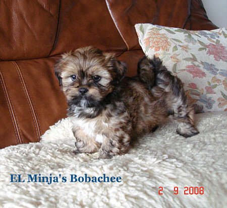 Lhasa Apso puppy el minja's bobachee