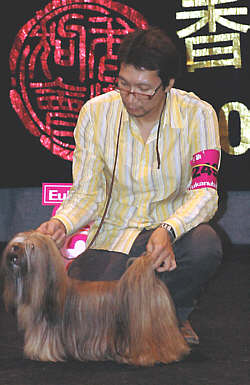 Lhasa Apso Topwinning Champion EL Minja's Nag-Po-Chen-Po at Hong Kong dogshow