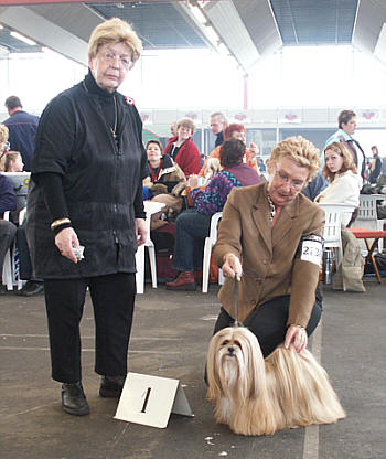 Lhasa Apso Topwinning Champion EL Minja's GooD as Gold the proud mother of 2 litters of Lhasa Apso puppies