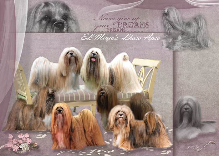 Lhasa Apso Breeder El Minja And Kennel Lhasa Apso El Minja