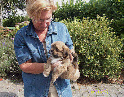 lhasa-apso-puppy-al-marah