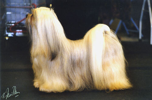 apso lhasa dog. Lhasa Apso Stud dogs studdogs