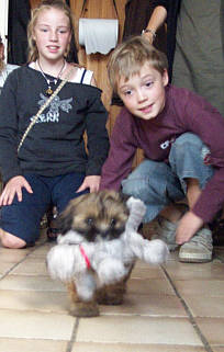 lhasa apso nederlands duits en amerikaans kampioen EL Minja's Jasmine with her Lhasa Apso puppies
