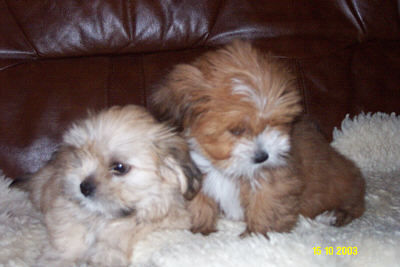 [http://www.el-minjas.com/lhasa-apso-puppies-goody-okt.jpg]