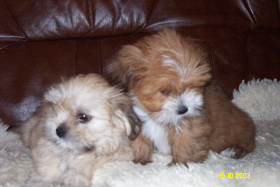 lhasa-apso-puppies-goody-okt.jpg