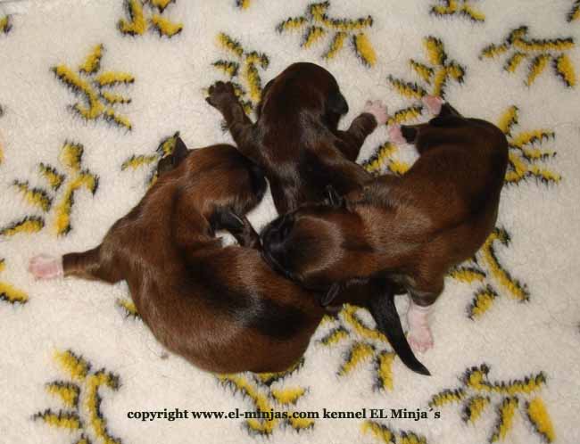 lhasa apso puppy�s