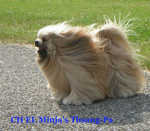 Lhasa Apso dog champion