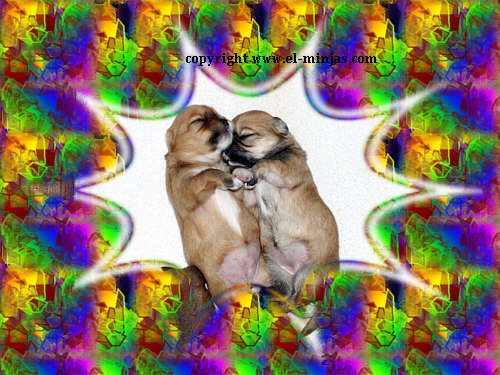 lhasa apso twins