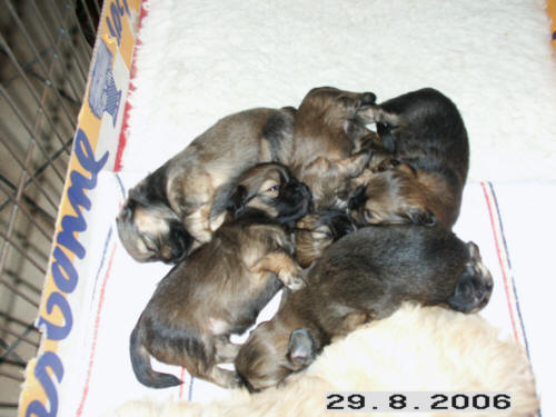 images of puppies and dogs. apso puppies, puppy, dogs,