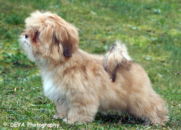 lhasa apso orchidee from crotia in the sun