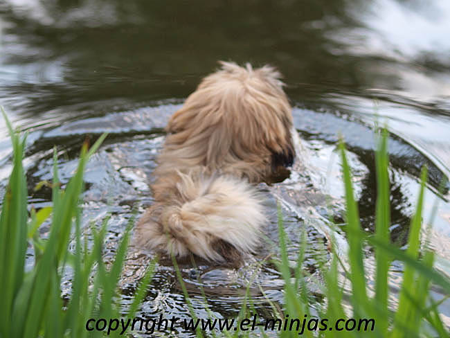 Lhasa Apso in the lake