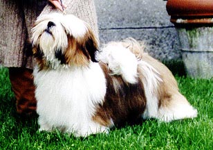 Lhasa Apso EL Minja's Thang-Ka as a puppy
