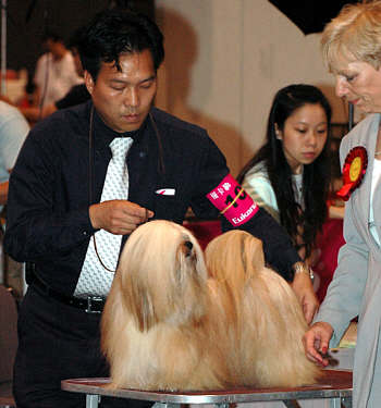 Lhasa Apso Topwinning Champion EL Minja's Twister at Hong Kong dogshow