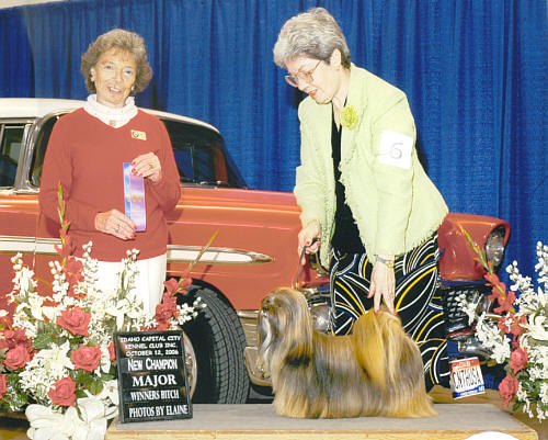 Lhasa Apso in America Molly