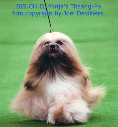 Lhasa Apso hond EL Minja's Thsang-Pa een Tophond