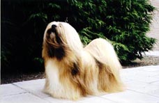 Lhasa Apso multi Champion EL Minja's Mahakala