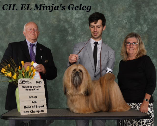 Lhasa Apso Champion EL Minja's Geleg