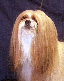 Lhasa Apso EL Minja's Good as Gold