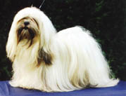 LHASA APSO CHAMPION EL MINJA'S OSIRIS