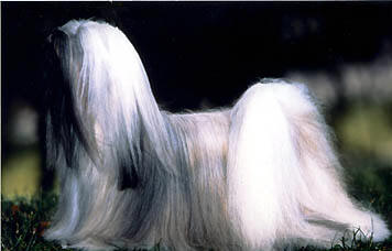 Lhasa Apso kennel EL Minja's,world famous Lhasa Apso kennel represented in all continents