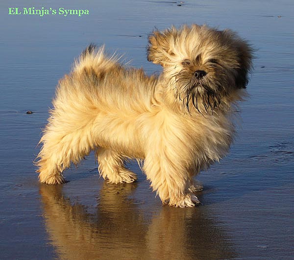 lhasa apso puppies