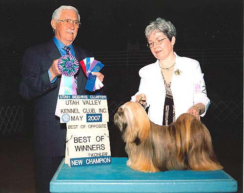 lhasa apso champion Rocky