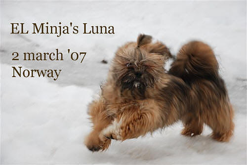 lhasa apso EL Minja's Luna in the snow, Norway