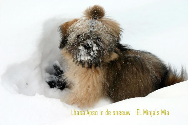 lhasa apso Mia germany