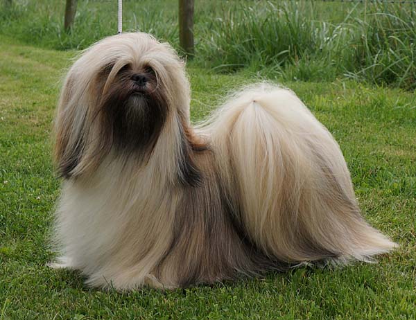 lhasa apso el minja's ceba