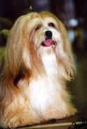 Lhasa Apso champion EL Minja's Jasmine