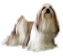 dog2-100A.gif (3988 bytes)