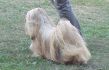 lhasa apso champion EL Minja's May Boy