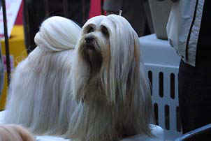 Lhasa Apso Champion EL Minja Nag Po Chen Po in Hong Kong