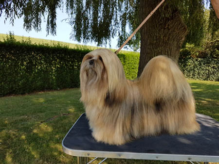 is your lhasa apso bored