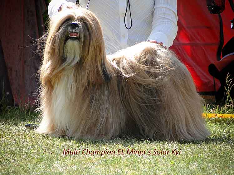 lhasa apso champion el minjas solar kyi