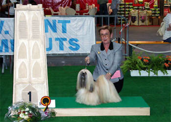 Lhasa Apso kennel EL Minja's,world famous Lhasa Apso kennel represented in all continents