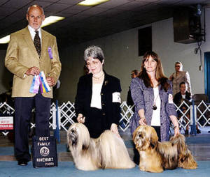 Lhasa Apso's EL Minja's Walker and EL Minja's Willow