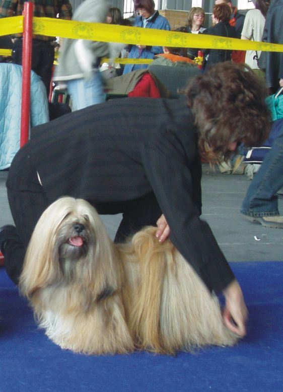 lhasa apso champion EL Minja's May Boy