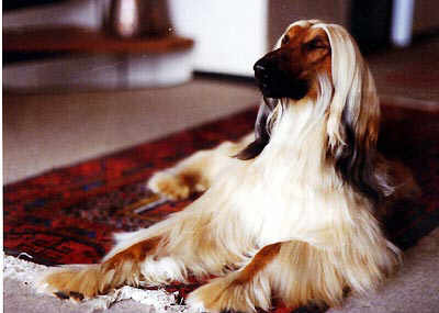 EL Minjas Afghanhound