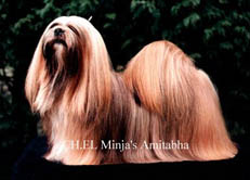 LHASA APSO CHAMPION EL MINJA'S AMITABHA