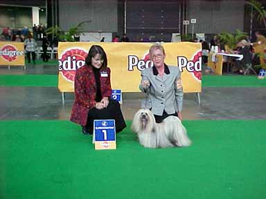 LHASA APSO CHAMPION SHIAWANDI AMBITIOUS