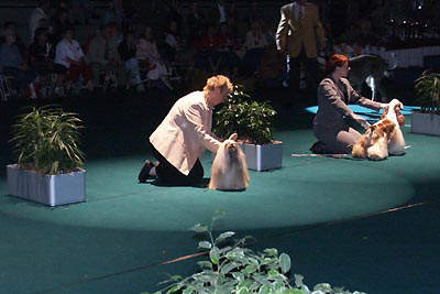 Lhasa Apso Topwinning Champion EL Minja's Thsang-Pa Best in Show Arnhem 2004